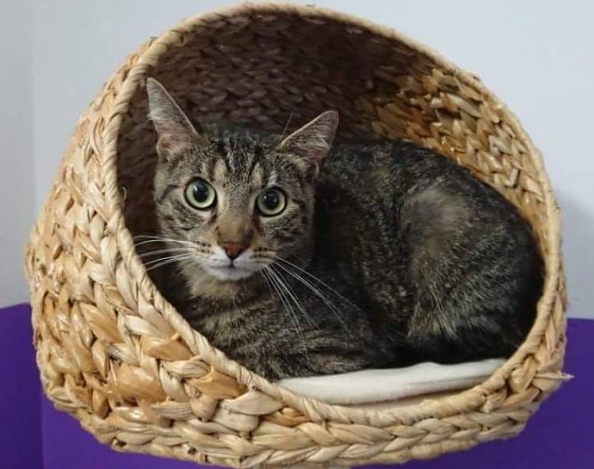 Tier der Woche: Paul (Foto: Tierheim Nordhausen)