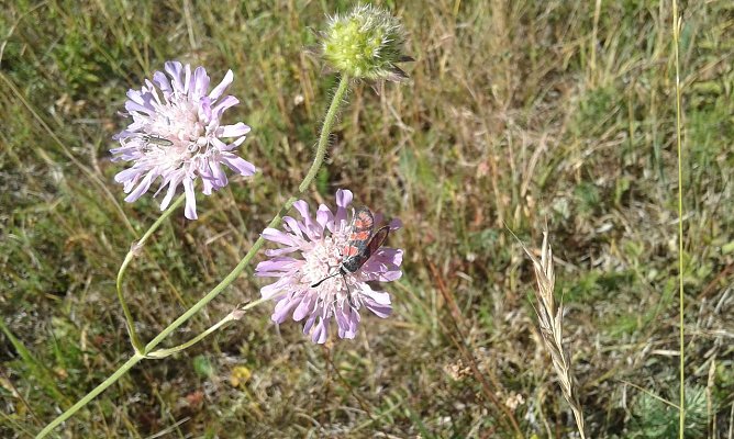 Zygaena carniolica - Lotus Onobrychis - Gebraer Kop (Foto: B. Schwarzberg)