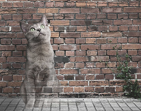 Lass deine Katze nicht verschwinden (Foto: Deutscher Tierschutzbund e.V.)