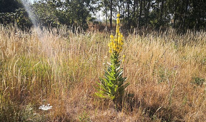 Wetterbild (Foto: nnz)