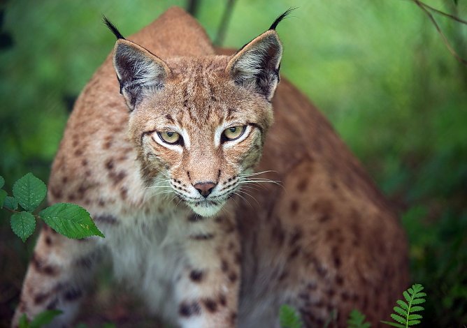 Luchs (Foto: Leo/fokus-natur.de)