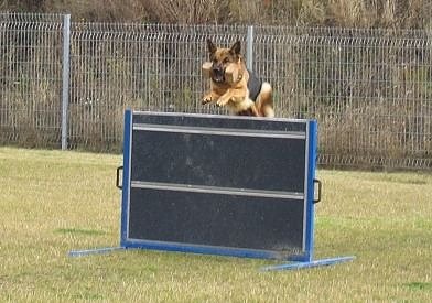 Deutsche Sch&auml;ferhunde k&auml;mpfen um Ticket zur Bundessiegerpr&uuml;fung (Foto: privat)