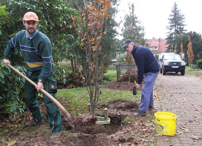 Gepflanzt (Foto: I. Bergmann) Gepflanzt (Foto: I. Bergmann)