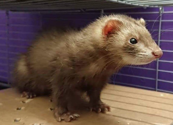 Tier der Woche: Lola (Foto: Tierheim Nordhausen)