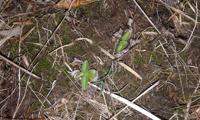 Die Arnika ist eine &uuml;berwiegend montan verbreitete, eher ein k&uuml;hles Klima bevorzugende Pflanzenart (Foto: Bodo Schwarzberg)