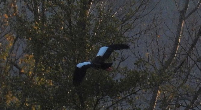 Was ist das f&uuml;r ein Vogel? (Foto: Peter Blei)