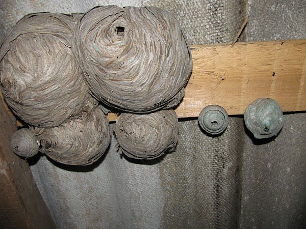 Entdeckt (Foto: P. Blei) Entdeckt (Foto: P. Blei)