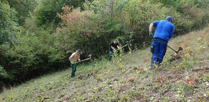 Mitarbeiter der Landschaftspflegefirma S. Haselhuhn beim Auswurzeln von neuausgetriebenen Geh&ouml;lzen im Teichtal bei Hainrode (Foto: LPV)