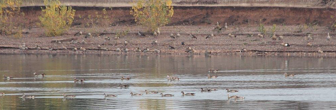 Bis zu 500 Nilg&auml;nse rasteten an den Ufern der Teiche bei Bielen und Sundhausen, informierten Eichsfelder Ornithologen (Foto: Fredy Kohlstedt)