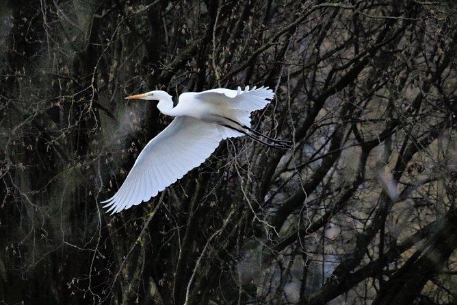Es bedarf viel Geduld, bevor ein so sch&ouml;nes Motiv eines fliegenden Silberreihers gelingt (Foto: Manfred Hagemann)