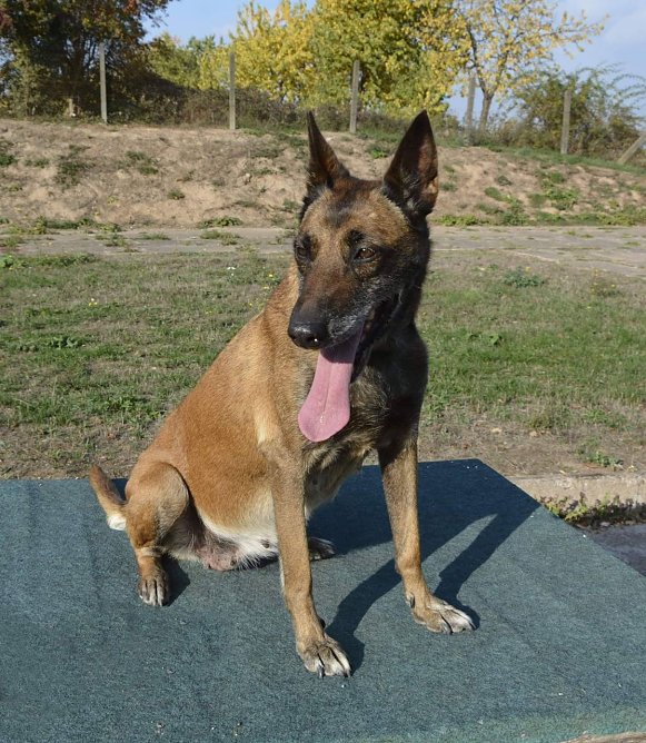 Tiere der Woche: Lee (Foto: Tierheim Nordhausen) Tiere der Woche: Lee (Foto: Tierheim Nordhausen)