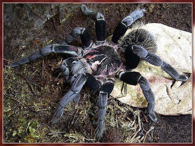 Natürlich auch mit dabei: diverse Vogelspinnenarten (Foto: André Hein) Natürlich auch mit dabei: diverse Vogelspinnenarten (Foto: André Hein)