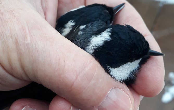 Gerettet (Foto: W. J&ouml;rgens)