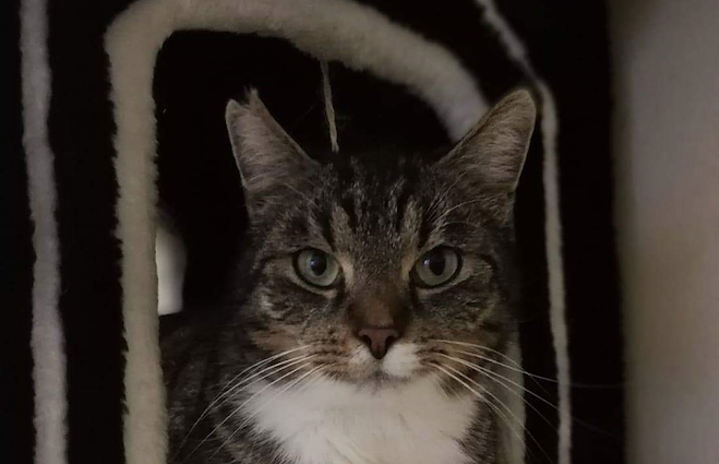 Tier der Woche: Peter (Foto: Tierheim Nordhausen)