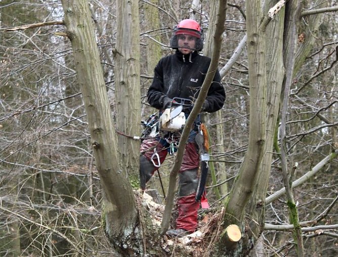 Schneiteln (Foto: J. Piper)