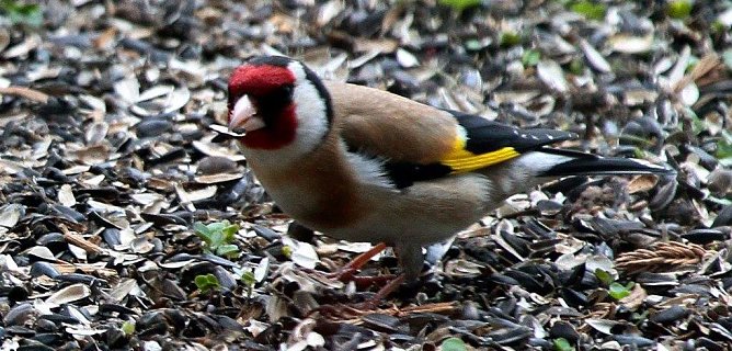 Stieglitz (Foto: Wilhelm Roth)