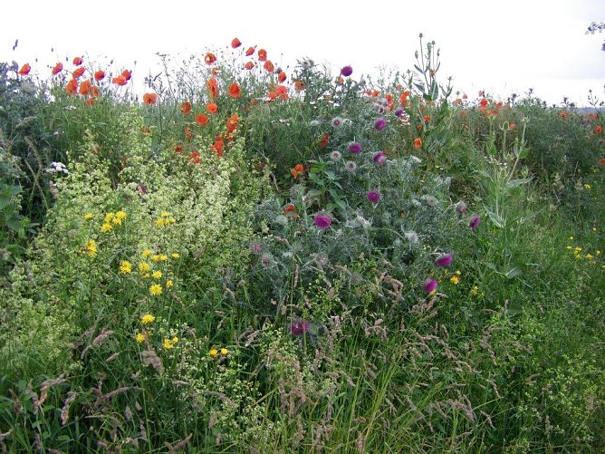 Bl&uuml;hstreifen (Foto: Wilhelm Roth)