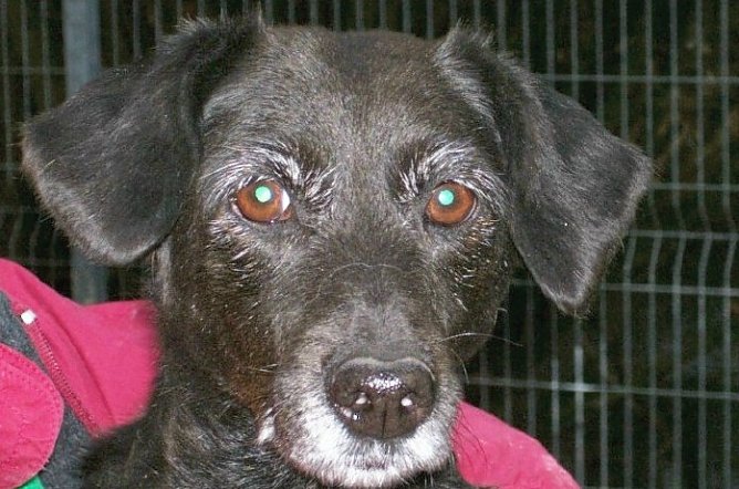 Vor dem Tod gerettet (Foto: tierheim)