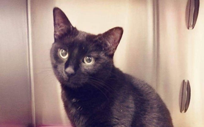 Tier der Woche: Sina (Foto: Tierheim Nordhausen)