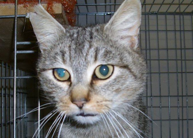 Mäxchen (Foto: Knust) Mäxchen (Foto: Knust)