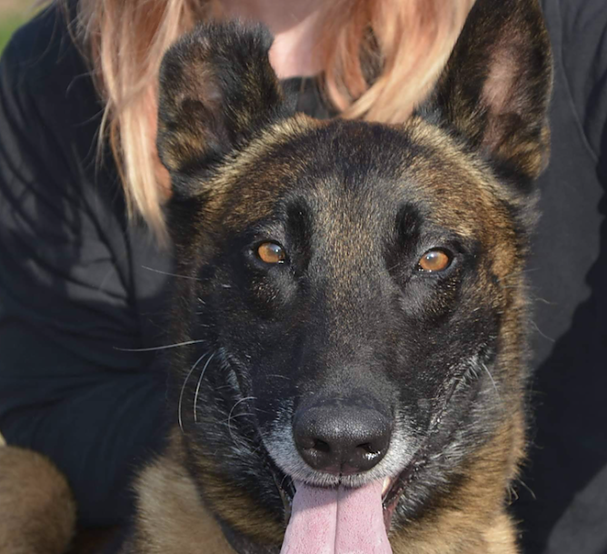 Tier der Woche: Bobby (Foto: Tierheim Nordhausen)