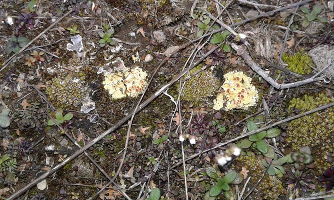 Feuerflechte (Foto: B. Schwarzberg)