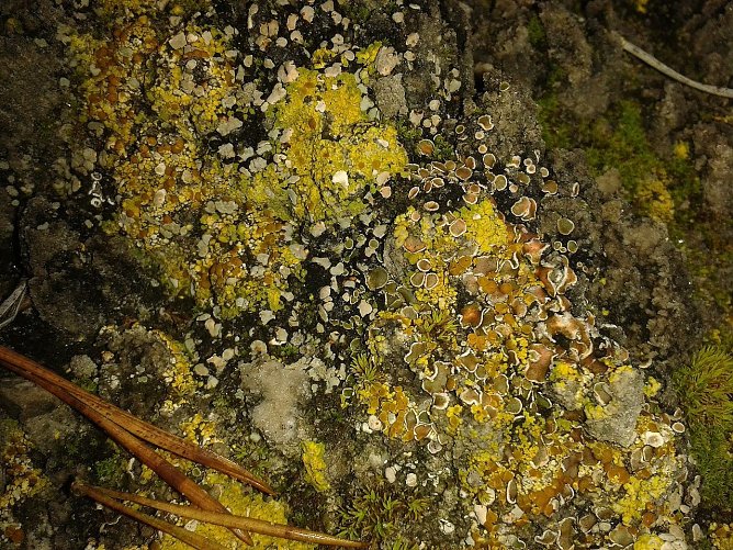 Bunte Erdflechengesellschaft (Foto: B. Schwarzberg)