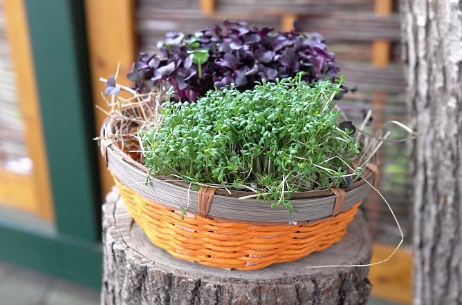 Kresse (Foto: privat)