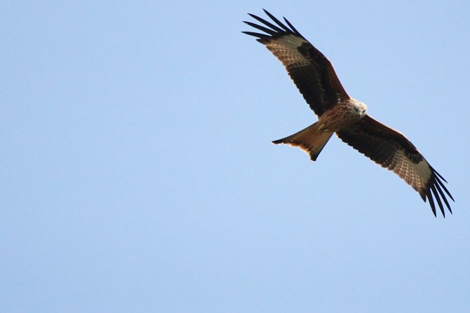 Königsweihe, Galbeweihe, Roter Drache – der Rotmilan hat viele Namen. (Foto: Nena Weiler/LPV) Königsweihe, Galbeweihe, Roter Drache – der Rotmilan hat viele Namen. (Foto: Nena Weiler/LPV)