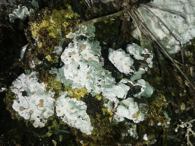 Die Bodenliegende Schuppenflechte (Squamarina lentigera) wird in der aktuellen Roten Liste Th&uuml;ringens als "vor dem Aussterben stehend" bezeichnet. J&uuml;ngst konnte die sehr seltene Art f&uuml;r den Landkreis Nordhausen best&auml;tigt werden (Foto: Bodo Schwarzberg)