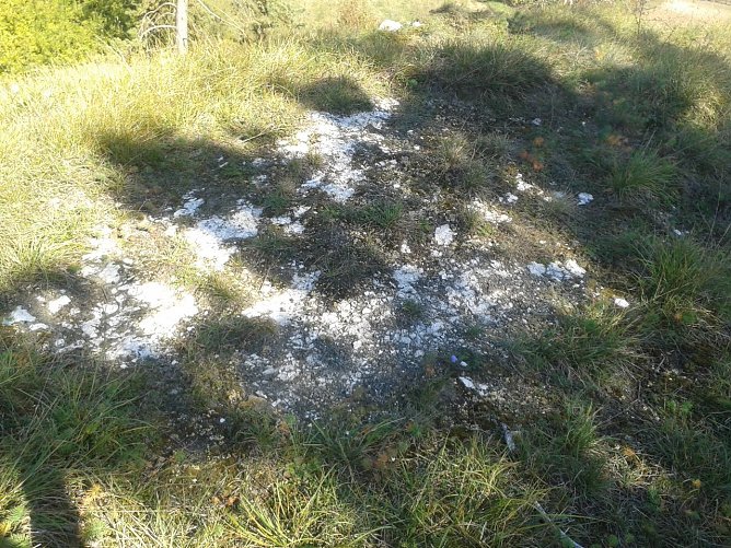 Squamarina lentigera siedelt im Landkreis, wie alle anderen "Bunten Erdflechten" auch, auf alten, offenen Gipsschuttfluren oder Gipsfelsen. Nicht alle derartigen F&auml;chen sind jedoch f&uuml;r diese Spezialisten geeignet. Sie gehen durch Verbuschung, Vergrasung, atmosph&auml;rische Schadstoffeintr&auml;ge, Gipsabbau und ungeeignete Bewirtschaftung immer weiter zur&uuml;ck. (Foto: Bodo Schwarzberg)