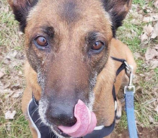 Tier der Woche: Lee (Foto: Tierheim Nordhausen)