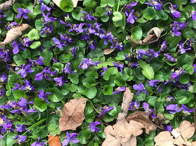 Veilchen im Park Hohenrode (Foto: Manuela Hebestreit)