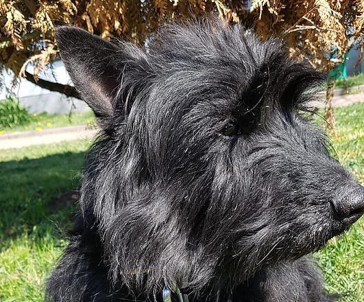 Tier der Woche: Bonnie (Foto: Tierheim Nordhausen)