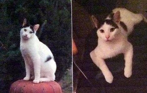 Cookie wird vermisst (Foto: privat)