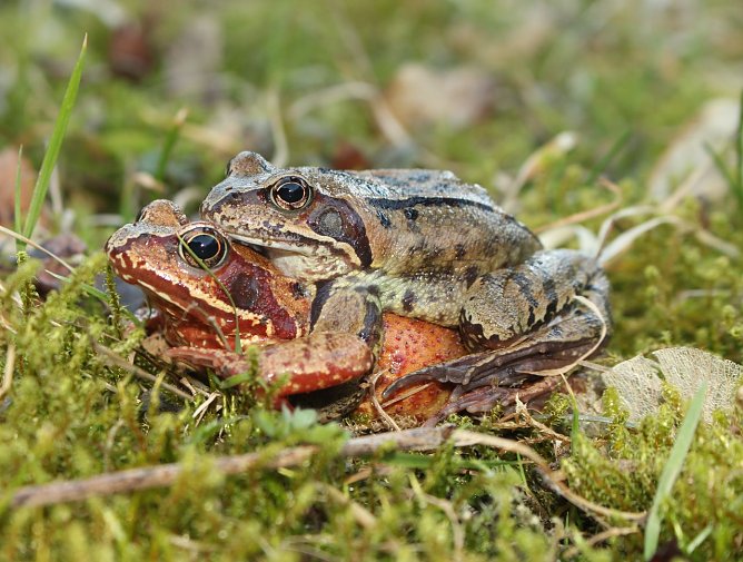 Grasfroschpaar (Foto: Nena Weiler)