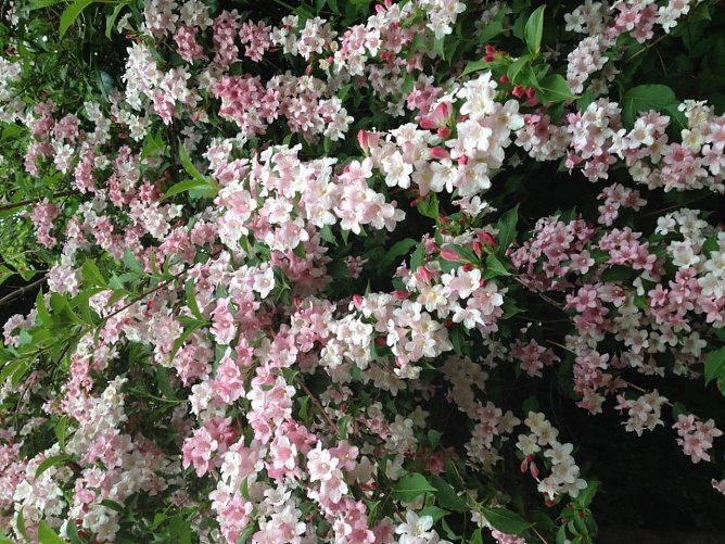 Im Park Hohenrode ist auch die Flora bereit f&uuml;rs Fest (Foto: F&ouml;rderverein Park Hohenrode)