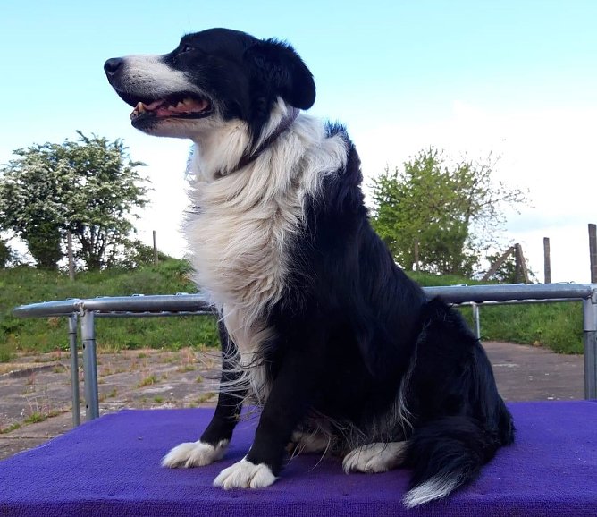 Jacky (Foto: Tierheim Nordhausen)