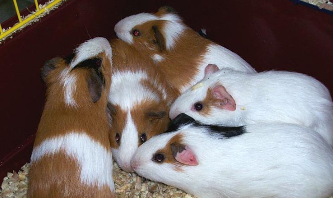 Entsorgt (Foto: Tierheim Nordhausen)