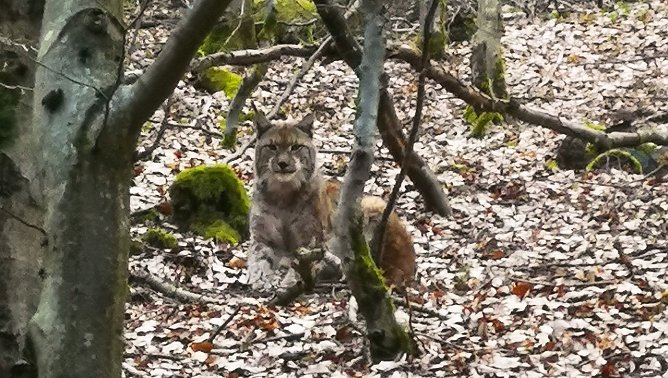 Luchs bei Ilmenau (Foto: BUND/Kai Illert)