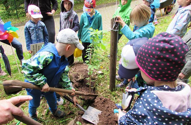 Flatterulme gepflanzt (Foto: L. Schubert)