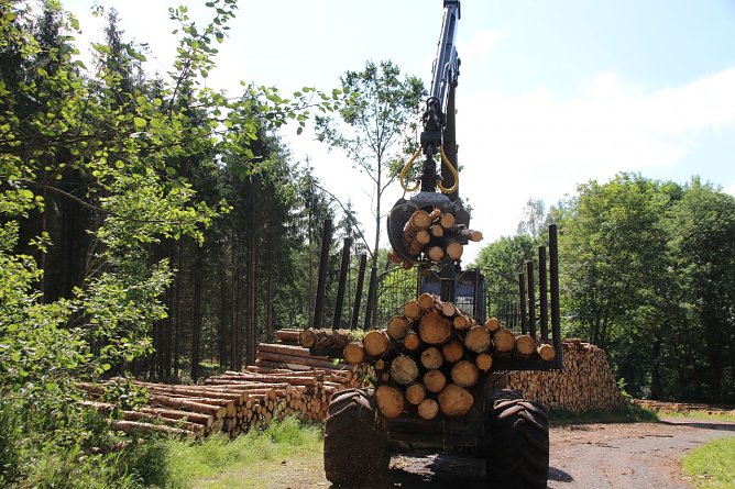 Holzeinschlag in Harzrigi (Foto: Pressestelle Stadt Nordhausen)