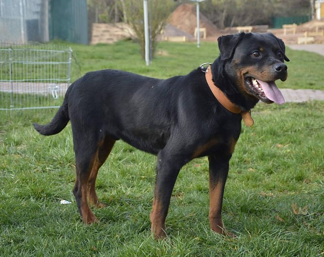 Tier der Woche: Chapter (Foto: Tierheim Nordhausen)