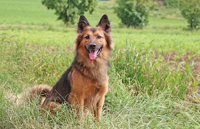 Tier der Woche: Rex (Foto: Tierheim Nordhausen) Tier der Woche: Rex (Foto: Tierheim Nordhausen)