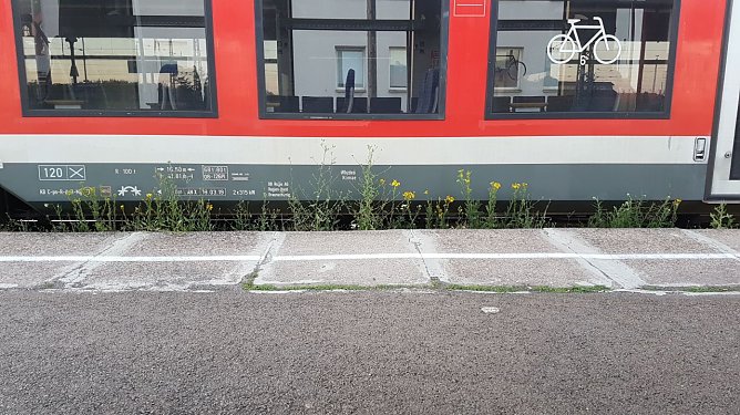 Unkraut am Gleis  (Foto: Frank Striegnitz)