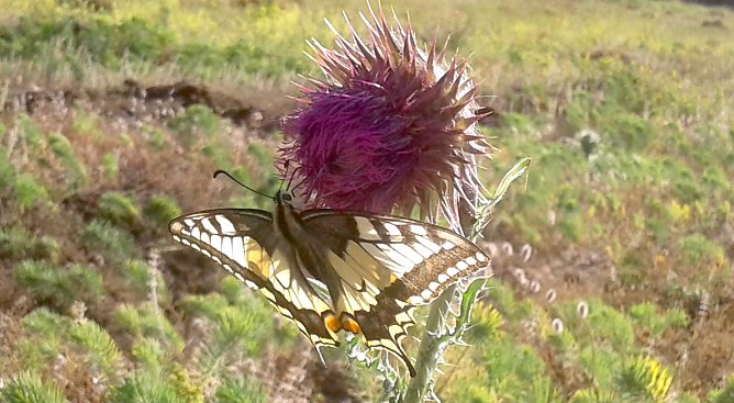 Schwalbenschwanz (Foto: Bodo Schwarzberg)