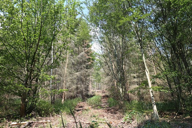Viel Braun im Gr&uuml;n - abgestorbenes Holz zwischen sattem Gr&uuml;n (Foto: Angelo Glashagel)