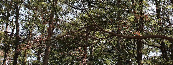 Dürreschäden (Foto: Pressestelle Stadt Nordhausen) Dürreschäden (Foto: Pressestelle Stadt Nordhausen)