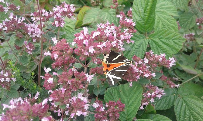 Abw&auml;rtstrendd entgegen (Foto: Bodo Schwarzberg)