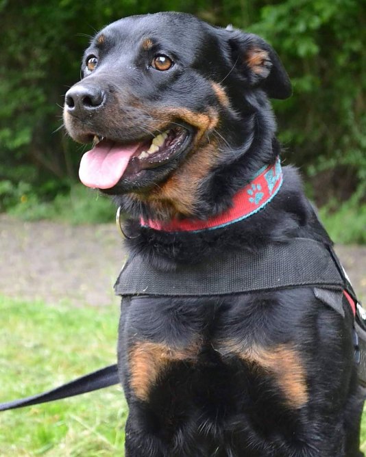 Tier er Woche (Foto: Tierheim NDH)